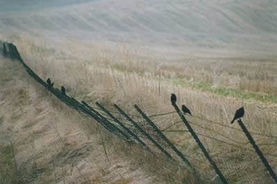 Birds on a Wire 