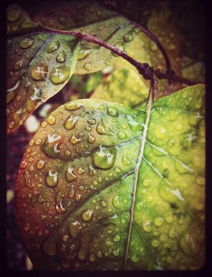 Raindrops on Leaves 