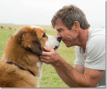 A_Dogs_Purpose